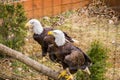 Two Bald Eagles - Haliaeetus leucocephalus - 3